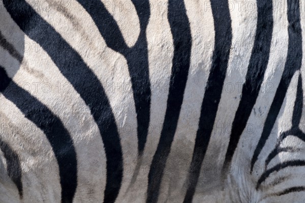 Burchell's zebra (Equus quagga burchellii), pattern, Etosha National Park, Namibia