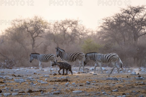 Burchell's zebra (Equus quagga burchellii) and hyena, Etosha National Park, Namibia