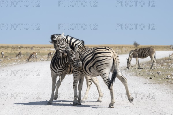 Male Burchell's zebra (Equus quagga burchellii) fighting, Etosha National Park, Namibia