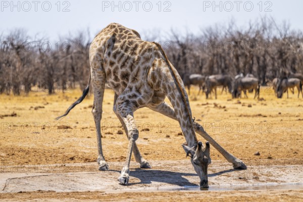 Angola giraffe (Giraffa giraffa angolensis), giraffe drinking at a waterhole, Etosha National Park, Namibia