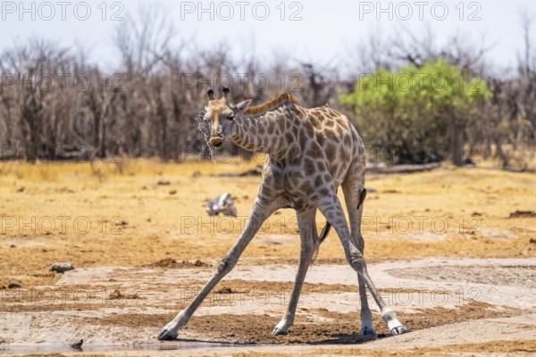 Funny, water flies through the air while drinking, Angola giraffe (Giraffa giraffa angolensis), giraffe drinking at a waterhole, Etosha National Park, Namibia