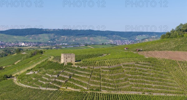 Green terraced vineyards with a building on top of the hill, Y-Burg, Stetten im Remstal, Baden-Württemberg, Germany