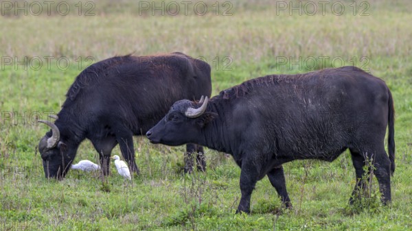 Water buffalo (Bubalus arnee) and cow heron (Ardea ibis, synonym: Bubulcus ibis), Naturquartier Grosswilfersdorf, Grosswilfersdorf, Styria, Austria