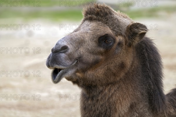 Trampelus (Camelus bactrianus), Tierwelt Herberstein, Herberstein, Styria, Austria