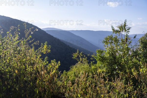 Forest on the hills on the crater rim in the evening light, Ngorongoro Crater, Ngorongoro Conservation Area, Tanzania