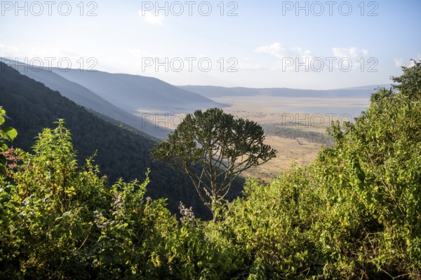 View from the crater rim over Ngorongoro Crater, candelabra tree (Euphorbia candelabrum), in the evening light, Ngorongoro Conservation Area, Tanzania