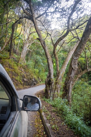 View from the car window, road through dense forest on the crater rim of the Ngorongoro Crater, in the evening light, Ngorongoro Conservation Area, Tanzania