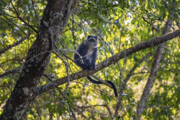 Diadem sea cat (Cercopithecus mitis) sitting on a branch in the forest, Ngorongoro Crater, Ngorongoro Conservation Area, Tanzania