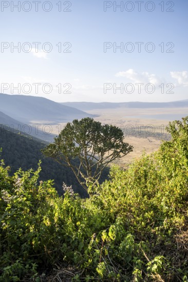View from the crater rim over Ngorongoro Crater, candelabra tree (Euphorbia candelabrum), in the evening light, Ngorongoro Conservation Area, Tanzania