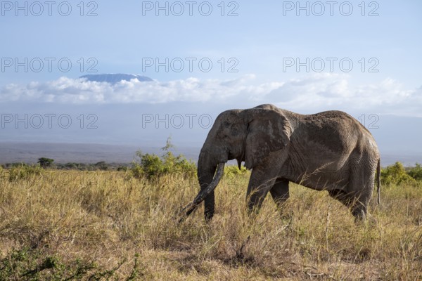 African elephant (Loxodonta africana) in picturesque landscape with the summit of Mount Kilimanjaro, the famous Super Tusker elephant Craig and Pascal, old male with long tusks, in atmospheric evening light, Kajiado County, Kenya