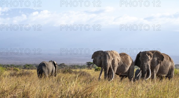African elephants (Loxodonta africana) in picturesque landscape with the summit of Mount Kilimanjaro, the famous Super Tusker elephant Craig, old male with long tusks, in atmospheric evening light, Kajiado County, Kenya