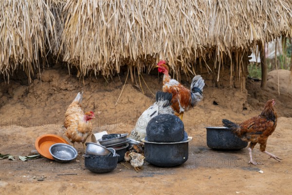 Chickens in a traditional village, clay huts, Sadaani, Tanzania