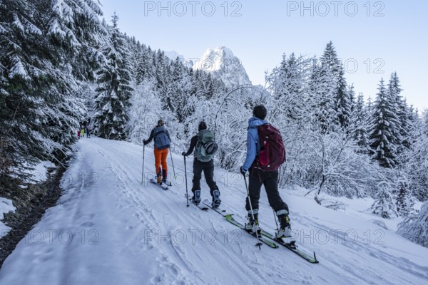 Ski tourers climbing to Längenfelderkopf, view of snow-covered forest and Waxenstein summit, in winter, Wetterstein Mountains, Garmisch-Partenkirchen, Bavaria, Germany