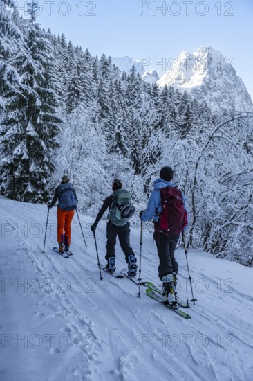Ski tourers climbing to Längenfelderkopf, view of snow-covered forest and Waxenstein summit, in winter, Wetterstein Mountains, Garmisch-Partenkirchen, Bavaria, Germany