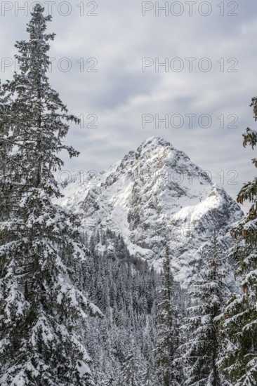 View of snowy forest and Waxenstein summit, in winter, Wetterstein Mountains, Garmisch-Partenkirchen, Bavaria, Germany