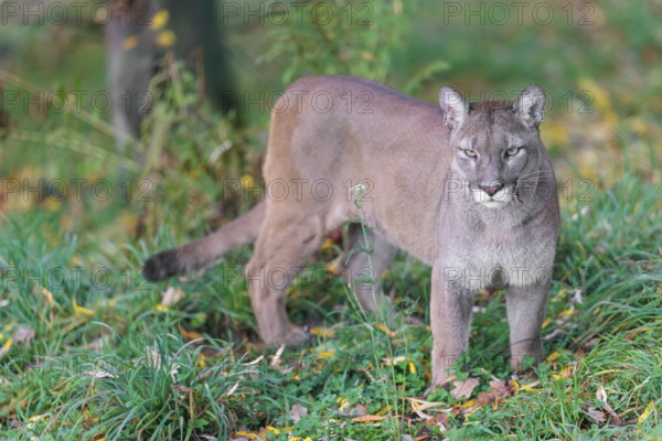 A male cougar (Puma concolor) stands in tall grass in a forest, looking around. W USA, S Canada, Central and S America
