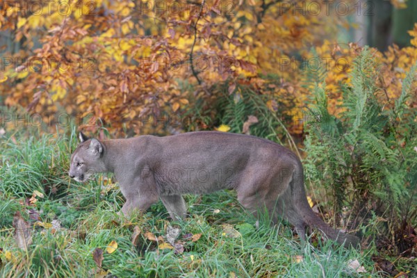 A male cougar (Puma concolor) runs through tall grass in a forest bathed in autumnal colors. W USA, S Canada, Central and South America
