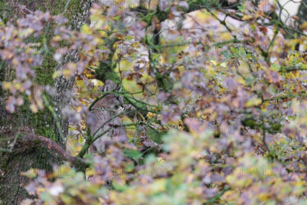 A female cougar (Puma concolor) rests hidden by leaves on a big branch high up in an oak tree. W USA, S Canada, Central and S America