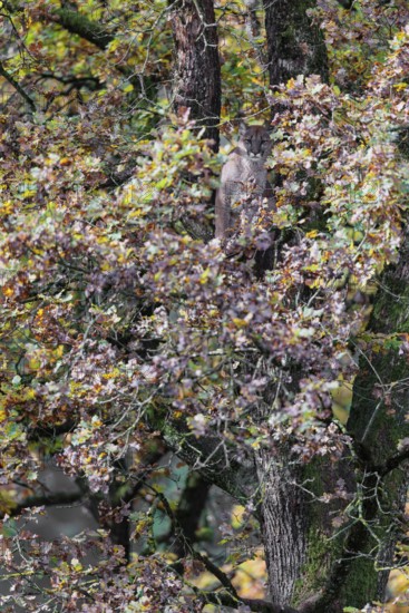 A female cougar (Puma concolor) rests hidden by leaves on a big branch high up in an oak tree. W USA, S Canada, Central and S America