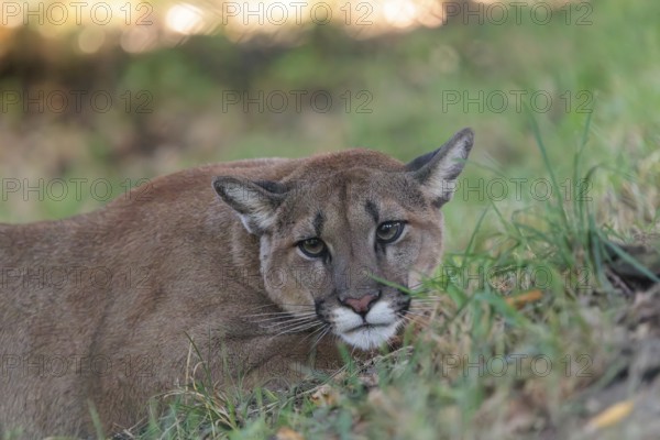 A male cougar (Puma concolor) crouches in tall grass in a forest. Western USA, southern Canada, Central and South America