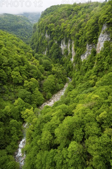 River flows through a green, wooded gorge, Okatse River in Okatse Gorge, Canyon, Imereti Region, Imereti, Georgia