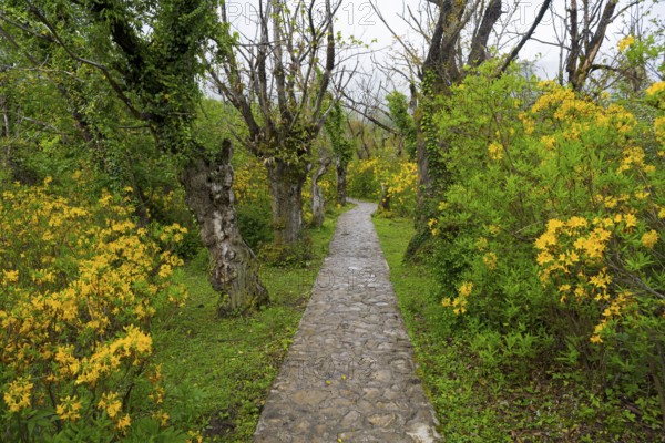 Stone path leads through a garden with yellow flowers and trees, path to Okatse gorge, canyon, Imereti region, Imereti, Georgia
