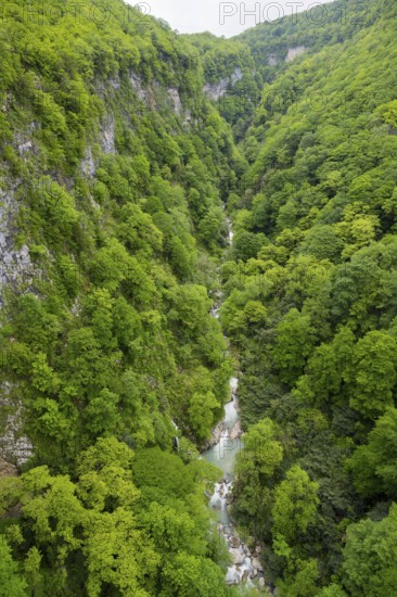A river snakes through a green forest valley with rock walls, Okatse River in Okatse Gorge, Canyon, Imereti Region, Imereti, Georgia