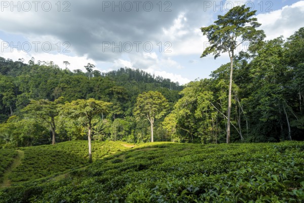 Tea plantation on hills between tropical rainforest, Amani Nature Forest Reserve, Eastern Usambara Mountains, Tanga, Tanzania