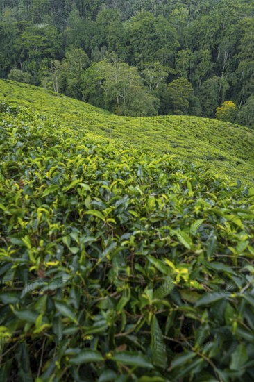 Tea plantation on hills between tropical rainforest, Amani Nature Forest Reserve, Eastern Usambara Mountains, Tanga, Tanzania