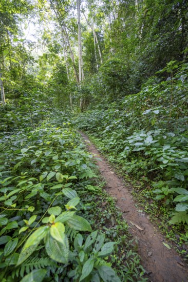 Hiking trail through dense vegetation in tropical rainforest, Amani Nature Forest Reserve, Tanga, Tanzania