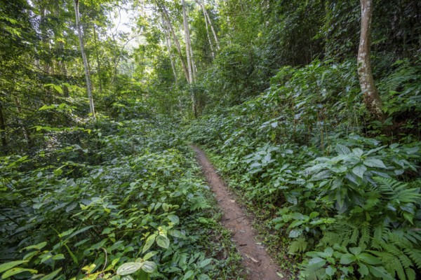 Hiking trail through dense vegetation in tropical rainforest, Amani Nature Forest Reserve, Tanga, Tanzania