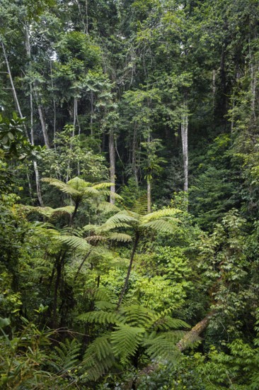 Tree ferns among dense vegetation in tropical rainforest, Amani Nature Forest Reserve, Tanga, Tanzania