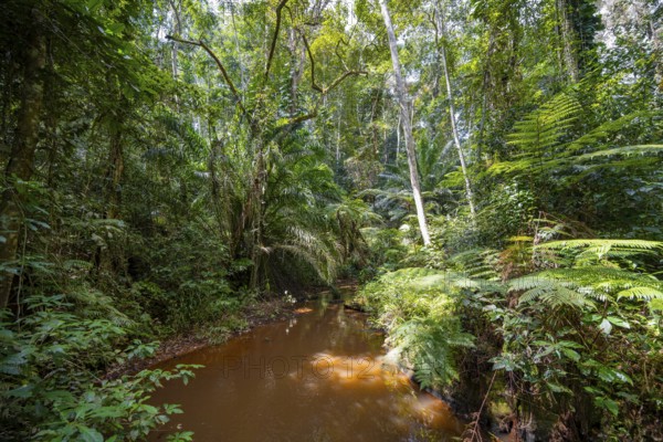 Small river between dense vegetation in Amani Nature Reserve, tropical rainforest, Amani Nature Forest Reserve, Tanga, Tanzania