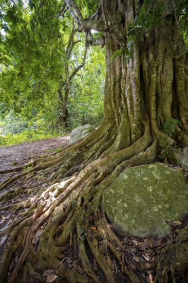 The roots of a fig tree surround a rock, tropical rainforest, Amani Nature Forest Reserve, Tanga, Tanzania