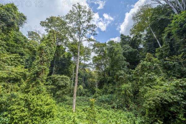 Dense vegetation in tropical rainforest, Amani Nature Forest Reserve, Tanga, Tanzania