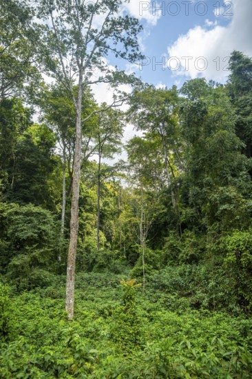 Dense vegetation in tropical rainforest, Amani Nature Forest Reserve, Tanga, Tanzania