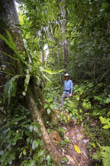 Young man walking trail in dense vegetation, tropical rainforest, Amani Nature Forest Reserve, Eastern Usambara Mountains, Tanga, Tanzania