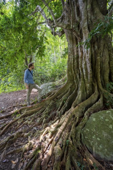 Young man admires the roots of a fig tree in the tropical rainforest, Amani Nature Forest Reserve, Tanga, Tanzania