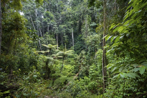 Tree ferns among dense vegetation in tropical rainforest, Amani Nature Forest Reserve, Tanga, Tanzania