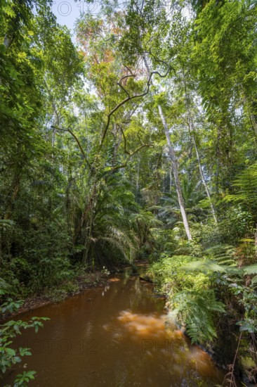 Small river between dense vegetation in Amani Nature Reserve, tropical rainforest, Amani Nature Forest Reserve, Tanga, Tanzania