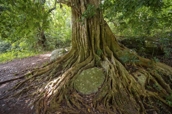 The roots of a fig tree surround a rock, tropical rainforest, Amani Nature Forest Reserve, Tanga, Tanzania