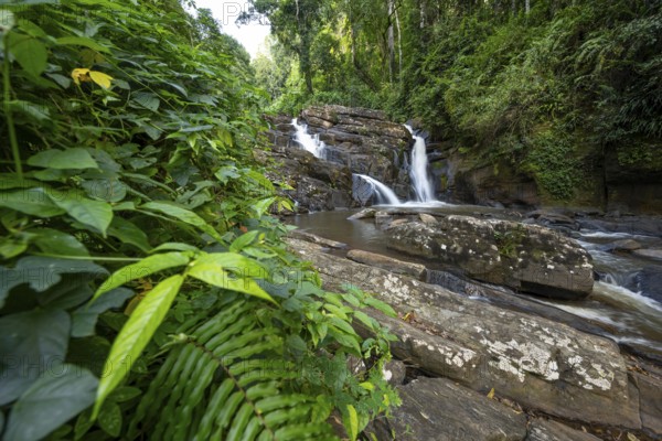 Derema Waterfall flows through thick vegetation, tropical rainforest in Amani Nature Forest Reserve, long exposure, Eastern Usambara Mountains, Tanga, Tanzania