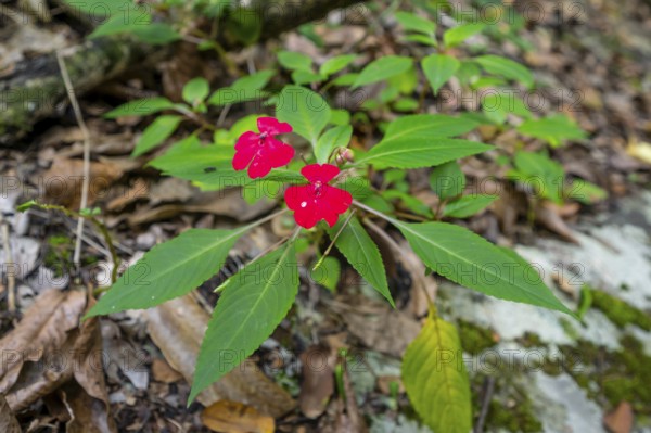 Flower with red blossom (Impatiens usambarensis), in the rainforest, Amani Nature Forest Reserve, Eastern Usambara Mountains, Tanga, Tanzania