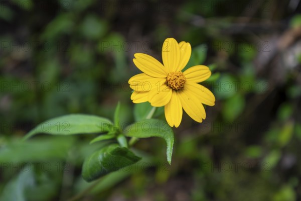 Yellow flower (tribe Heliantheae), in rainforest, Amani Nature Forest Reserve, Eastern Usambara Mountains, Tanga, Tanzania