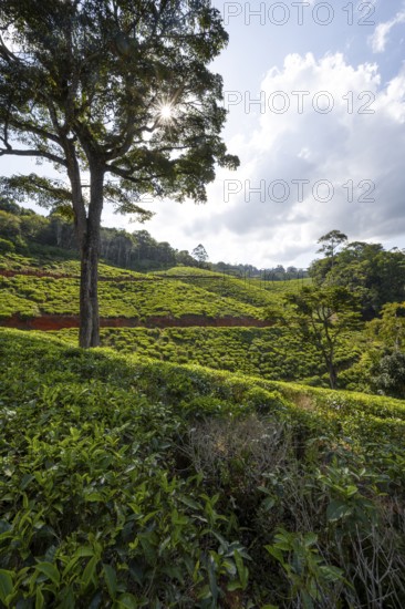 Tea plantation on hills between tropical rainforest, sun star, Amani Nature Forest Reserve, Eastern Usambara Mountains, Tanga, Tanzania