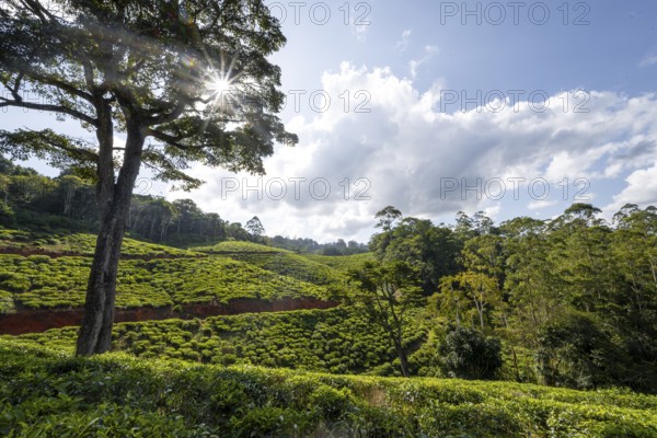 Tea plantation on hills between tropical rainforest, sun star, Amani Nature Forest Reserve, Eastern Usambara Mountains, Tanga, Tanzania