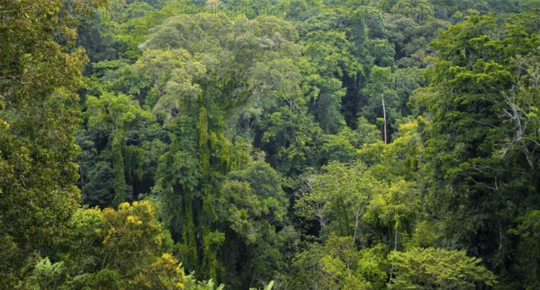 Densely growing treetops in tropical rainforest, Amani Nature Forest Reserve, Tanga, Tanzania