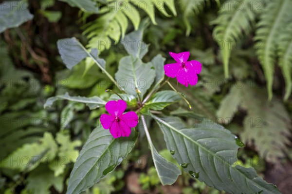 Flower with pink blossom (Impatiens usambarensis), in the rainforest, Amani Nature Forest Reserve, Eastern Usambara Mountains, Tanga, Tanzania