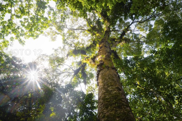 Sun shines through the leaves, large tree in dense forest, tropical rainforest, Amani Nature Forest Reserve, Tanga, Tanzania