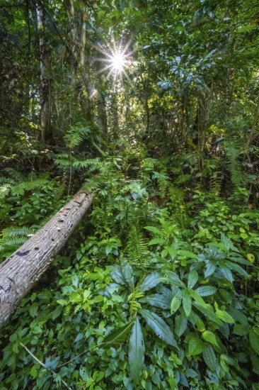 Sun shines through the leaves, dense vegetation in the tropical rainforest, Amani Nature Forest Reserve, Tanga, Tanzania